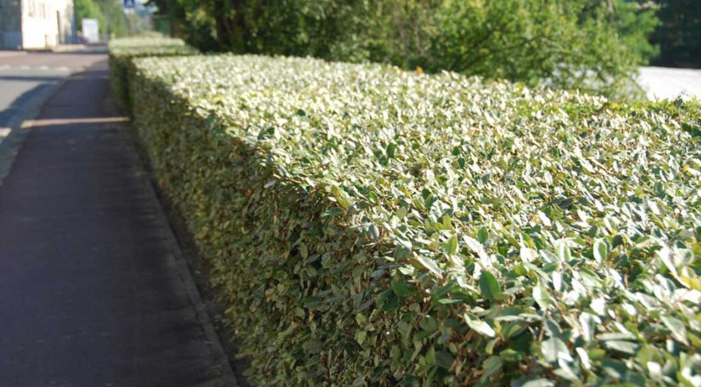 Hedge Plants For Problematic Areas