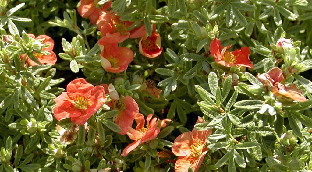 A Hedge With A Long Flowering Period