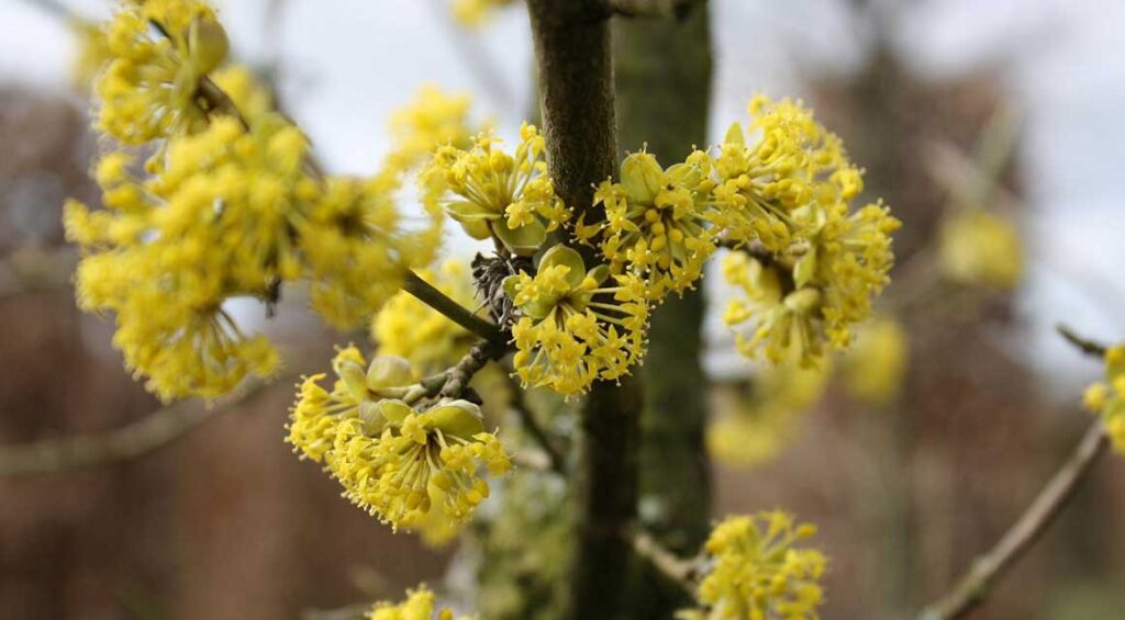 Hedge Plants For Problematic Areas