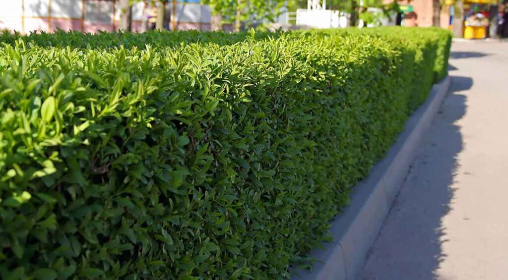 What Hedge Plants You Can Plant In The Fall?