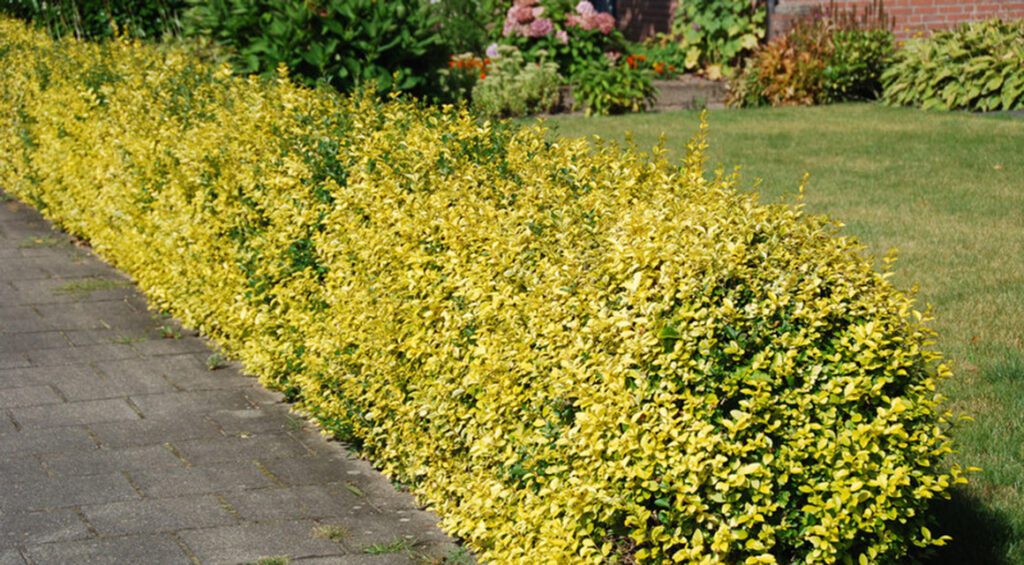 Hedges Die During Drought: What Should You Do?