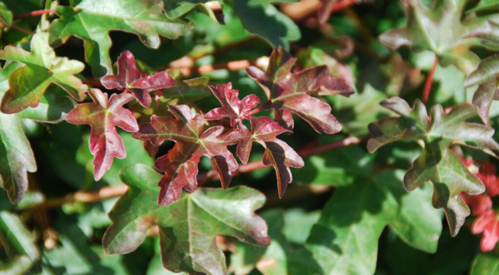 How To Care For Hedge Plants In Autumn
