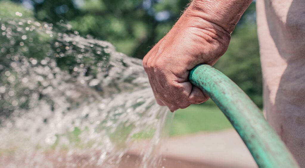 Fertilizing And Watering Your Hedge