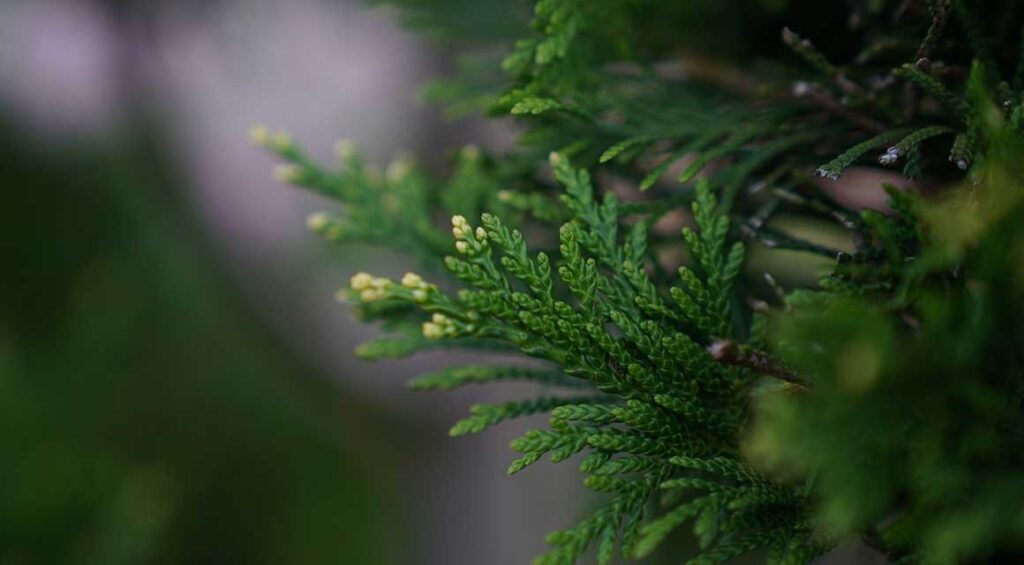 Can You Grow Cuttings Of Hedge Plants?