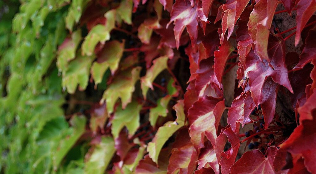 Can You Make A Hedge With Ivy (Hedera)?