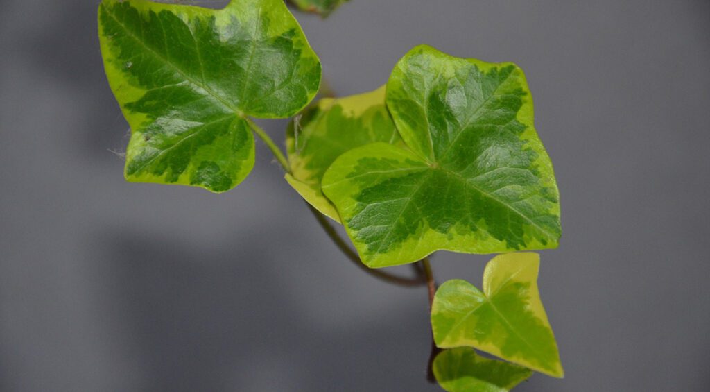 Can You Make A Hedge With Ivy (Hedera)?