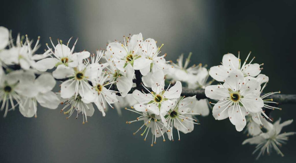 Why Autumn Is The Ideal Time For Planting?