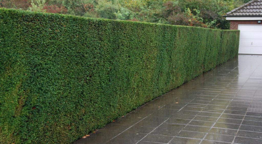 How To Choose The Right Hedge Plant For Your Garden