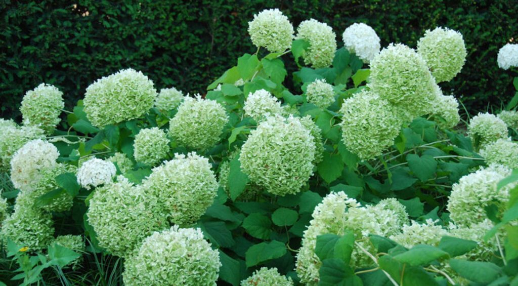 Do Hydrangeas Make Good Hedges?