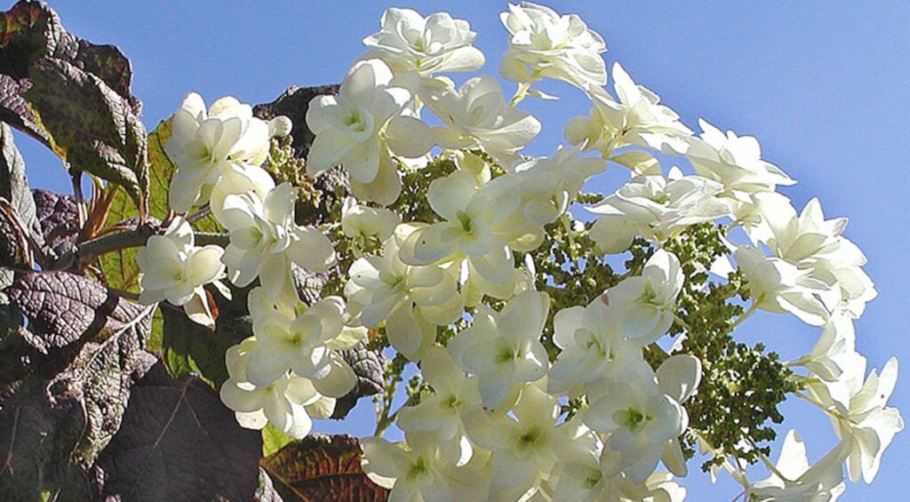 Do Hydrangeas Make Good Hedges?