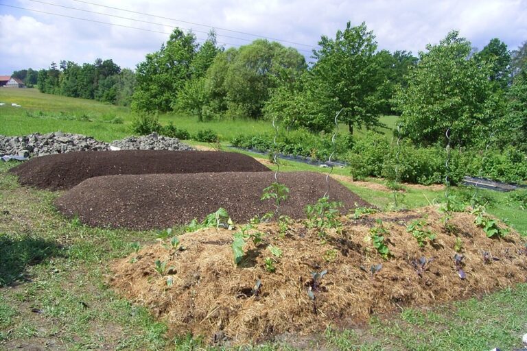Mound Bed And Raised Bed: Structure And Differences