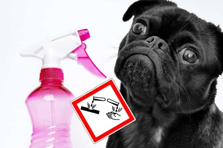 What To Do If Dog Drank Cleaning Agent?