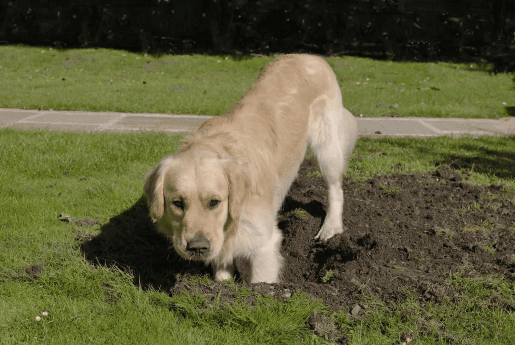 How To Stop Dog Digging My Lawn