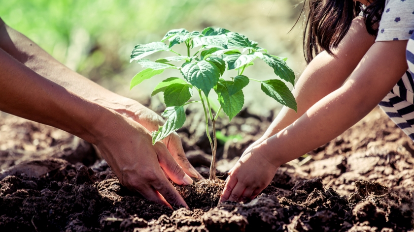 The Optimal Planting Time: Autumn or Spring Planting?