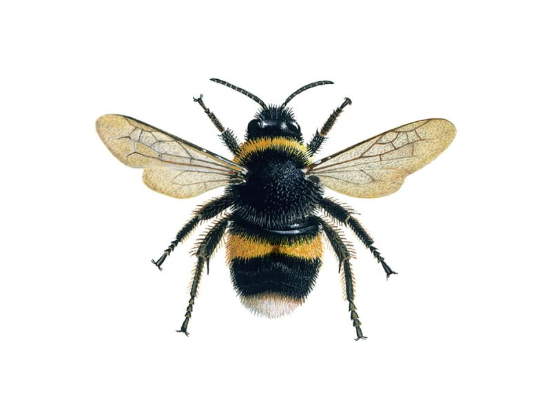 Phacelia - an Absolute Bee Friend