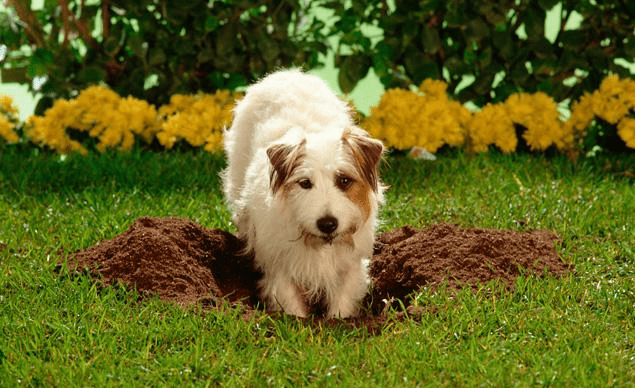 Why Does My Dog Always Dig Holes In The Garden?