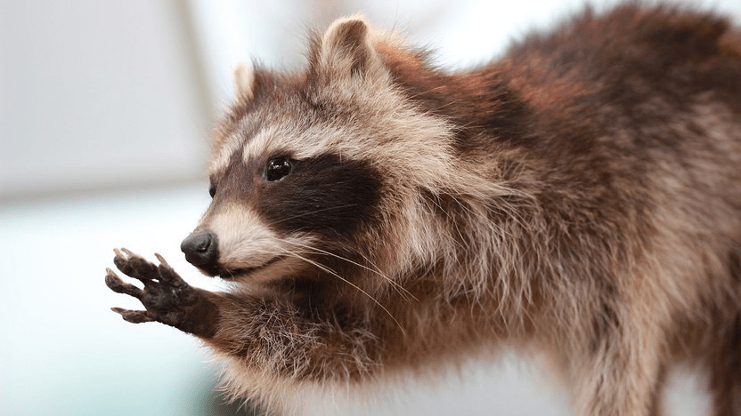 Raccoon: Can They Be Driven Out Of The Garden?