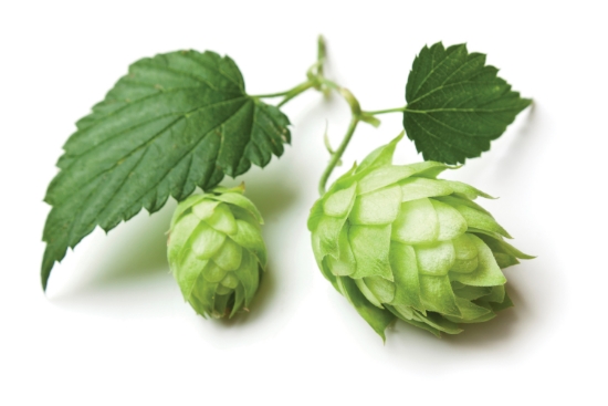 Hops – More Than Just Beer