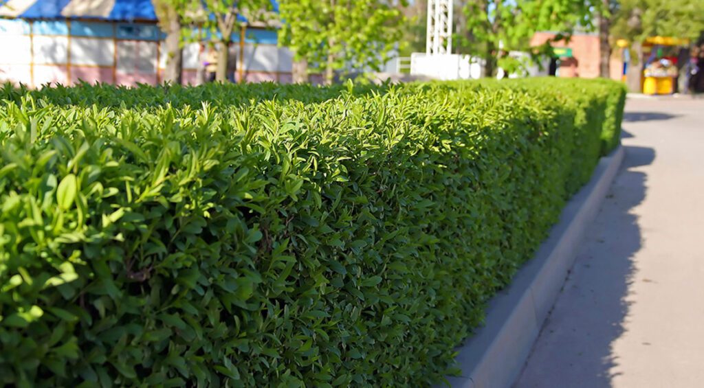 What Hedge Remains Green In Winter?