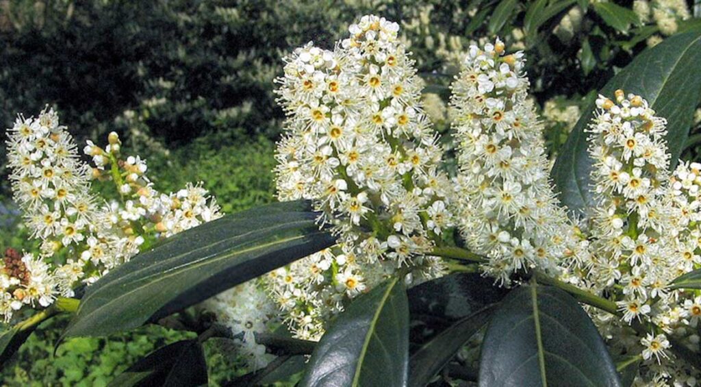 Why Is The Cherry Laurel So Unusual?