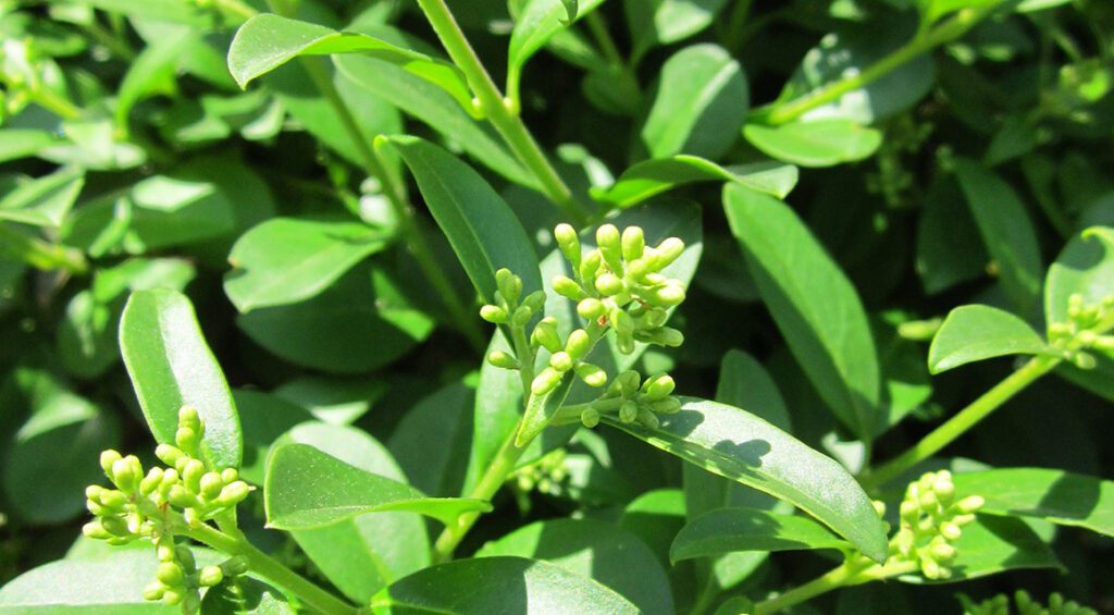 What Are Easy Growing Flowering Privet Hedges