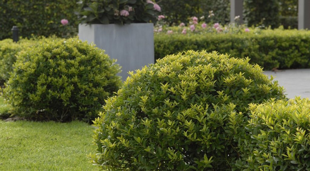 Boxwood Alternatives: These Are The 4 Favorites