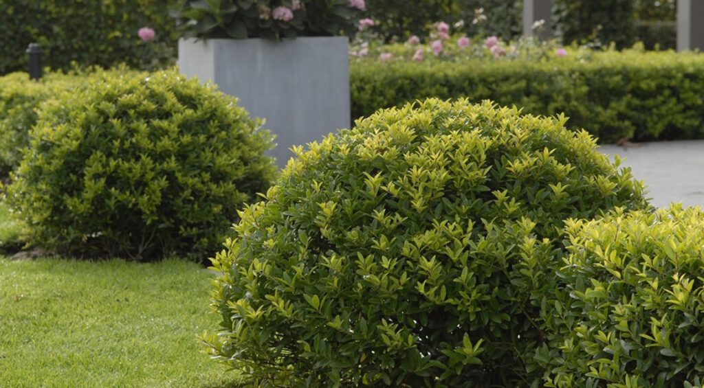 What Is A Good Substitute For Boxwood?