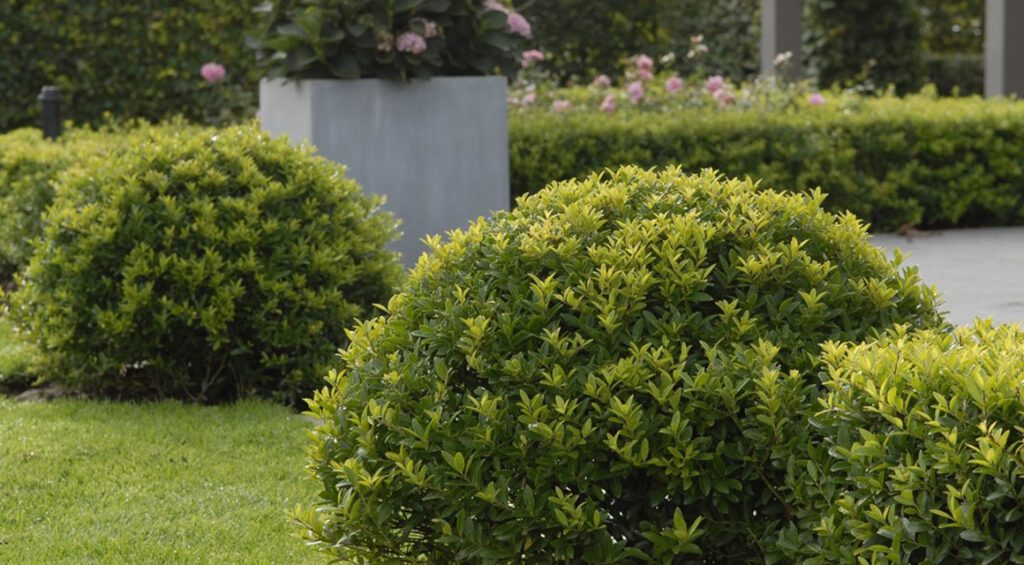 The Best Hedge Plants For Topiary