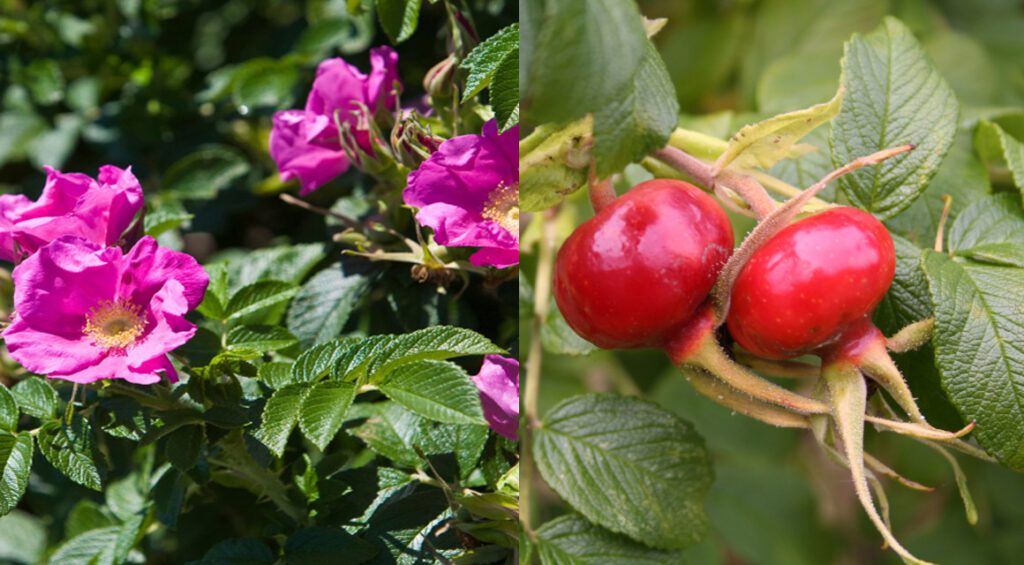 Hedge Plants That Have Edible Berries