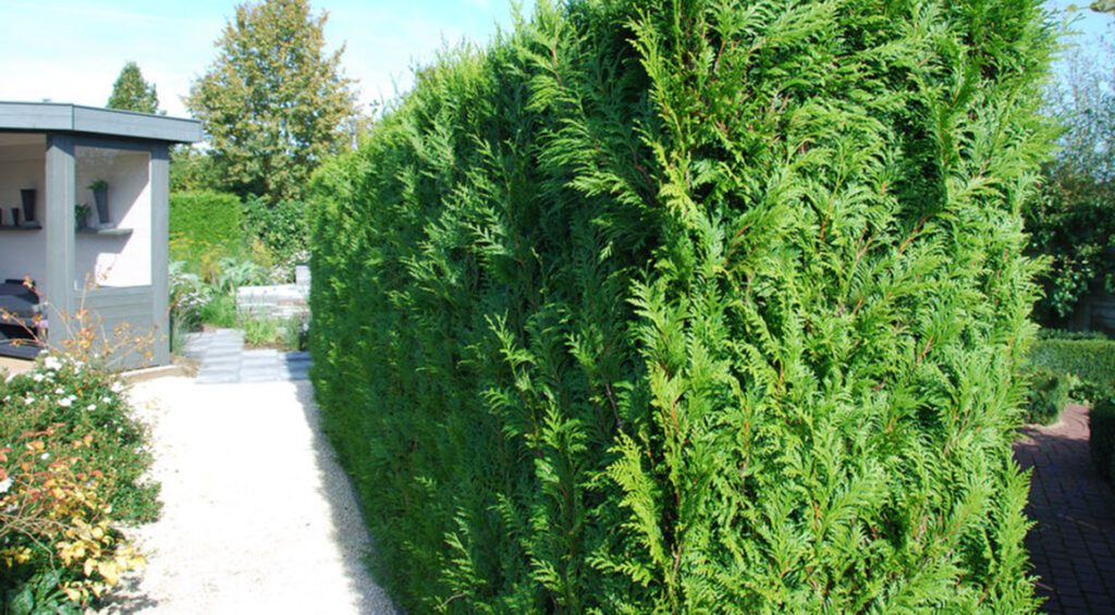 How To Choose The Right Hedge Plant For Your Garden