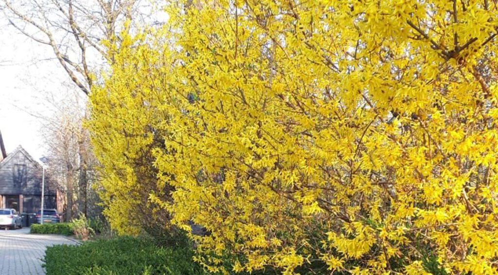 The Most Beautiful Winter Bloomers