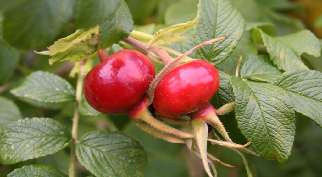 Which Hedge Plants Suits A Child-friendly Garden?