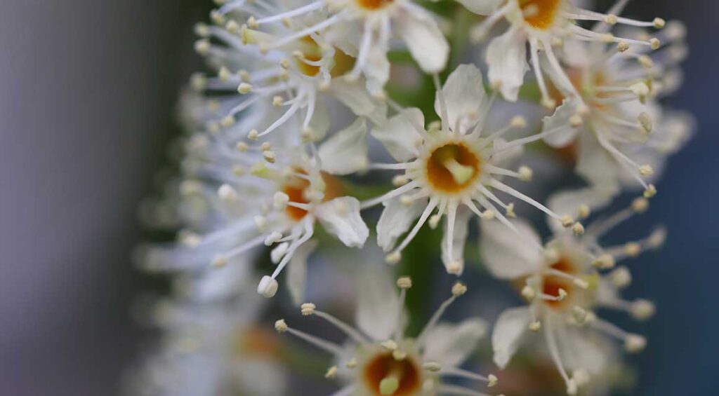 Avoid These Mistakes When Caring For Your Cherry Laurel Hedge