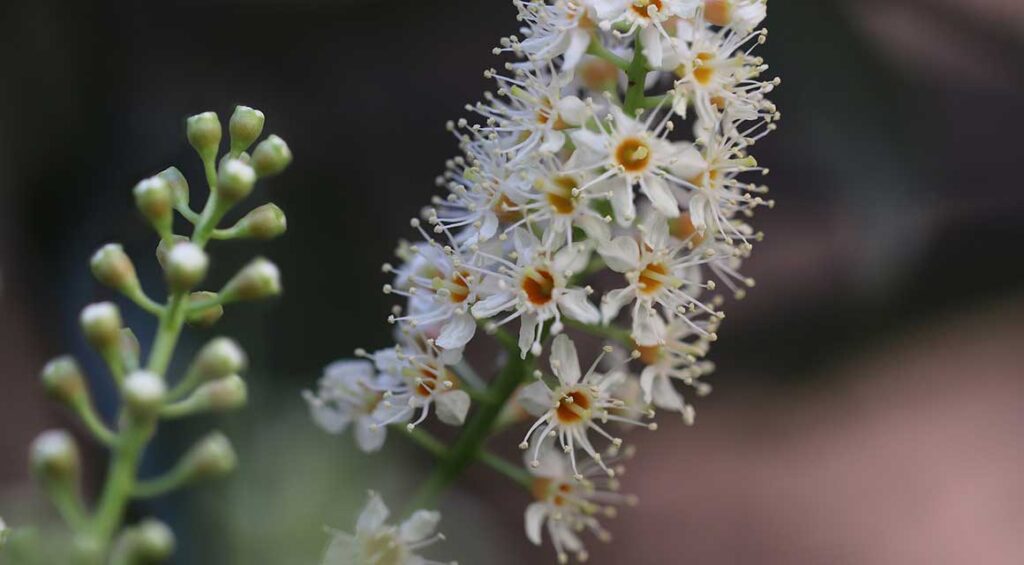 Avoid These Mistakes When Caring For Your Cherry Laurel Hedge