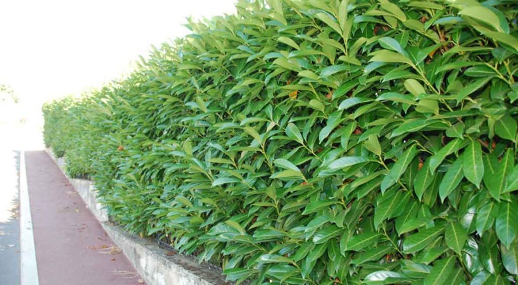 Is My Cherry Laurel Hedge Sick?