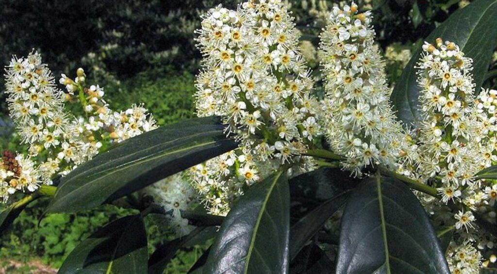 Is A Cherry Laurel Hedge Low Maintenance?