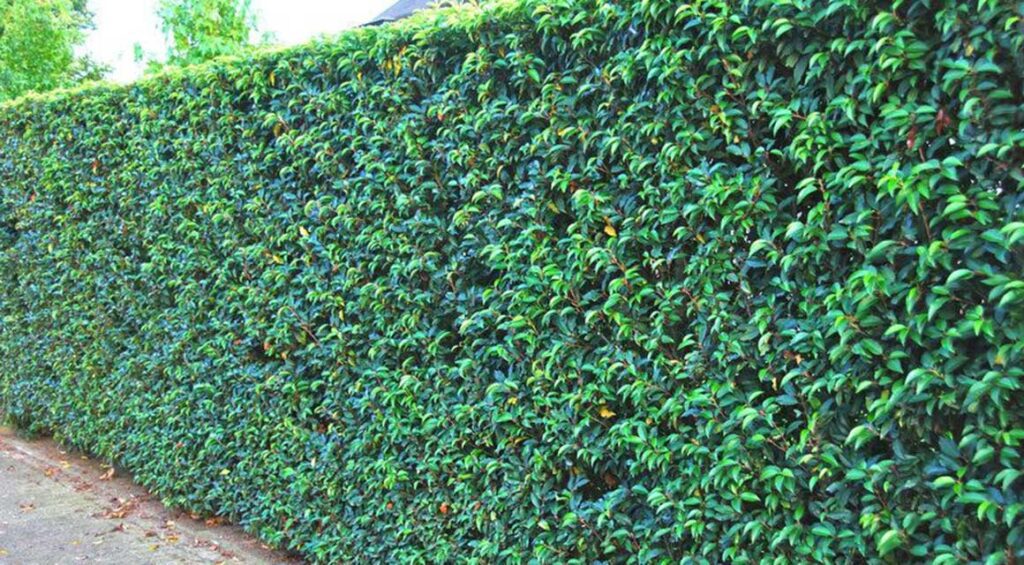 How To Keep Cherry Laurel Hedge Narrow