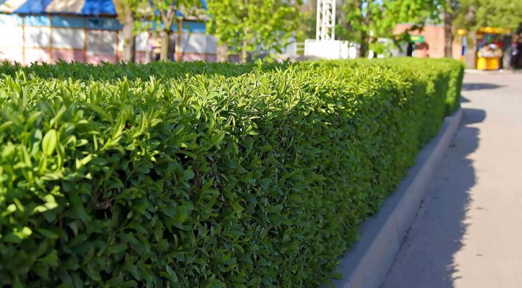 Is A Cherry Laurel Hedge Low Maintenance?