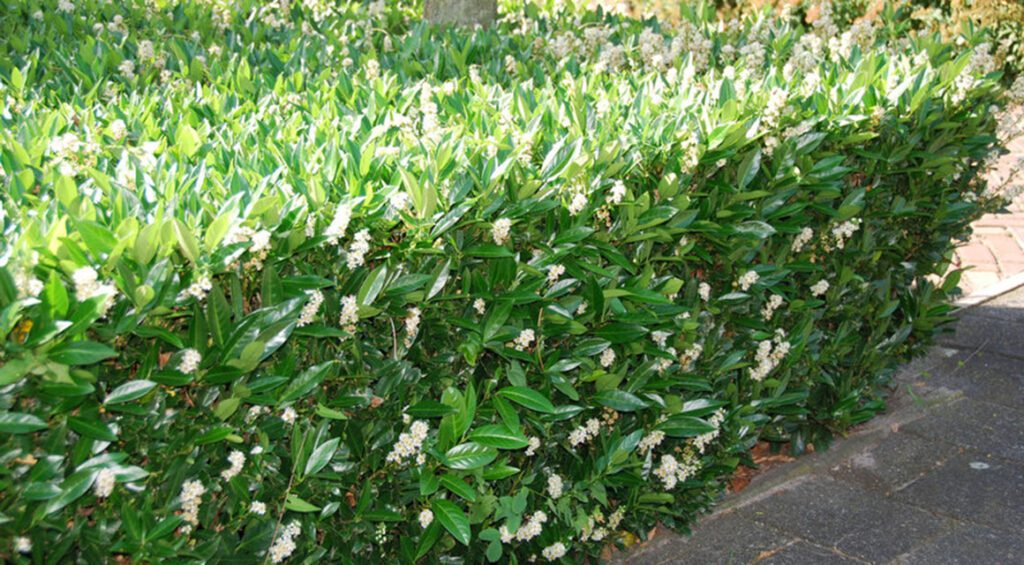 The Correct Number Of Hedge Plants Per Meter