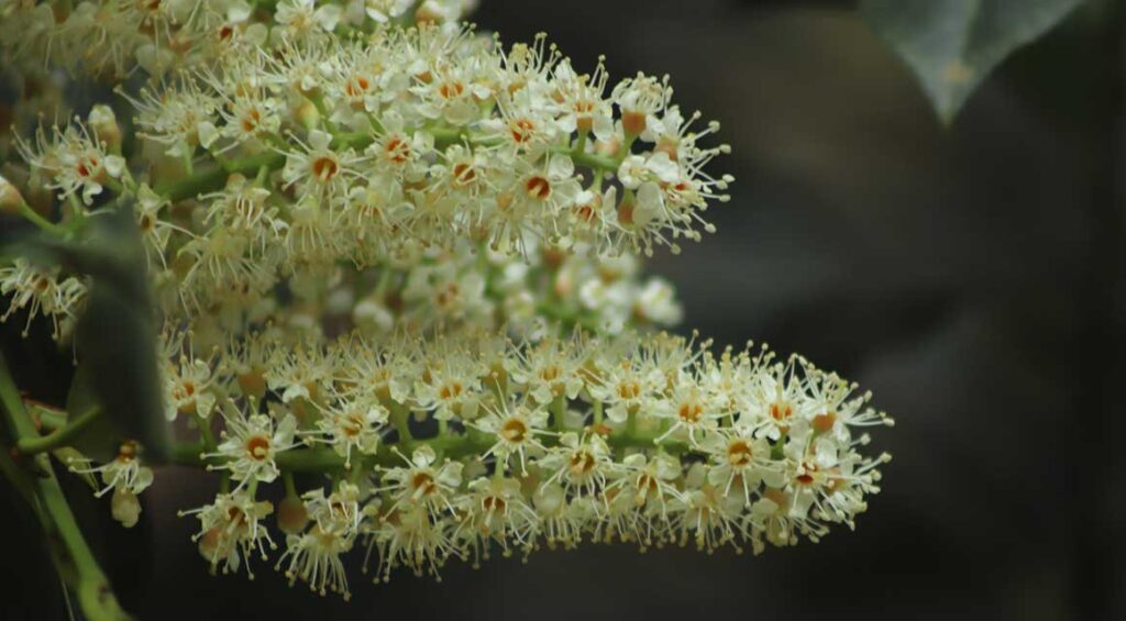 Avoid These Mistakes When Caring For Your Cherry Laurel Hedge