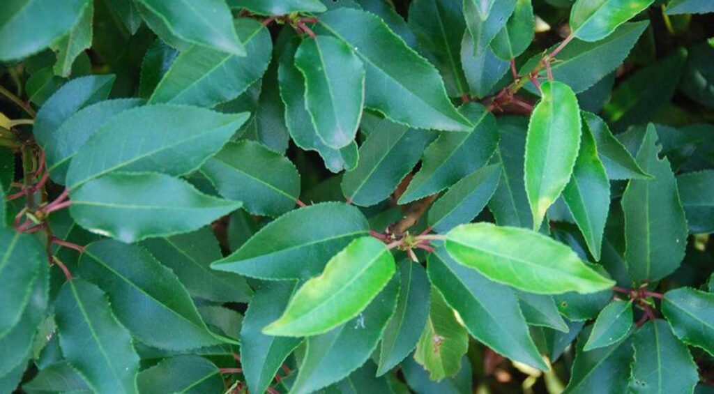 Is A Cherry Laurel Hedge Low Maintenance?