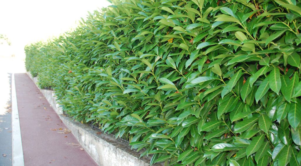 Good Reasons For A Cherry Laurel Hedge