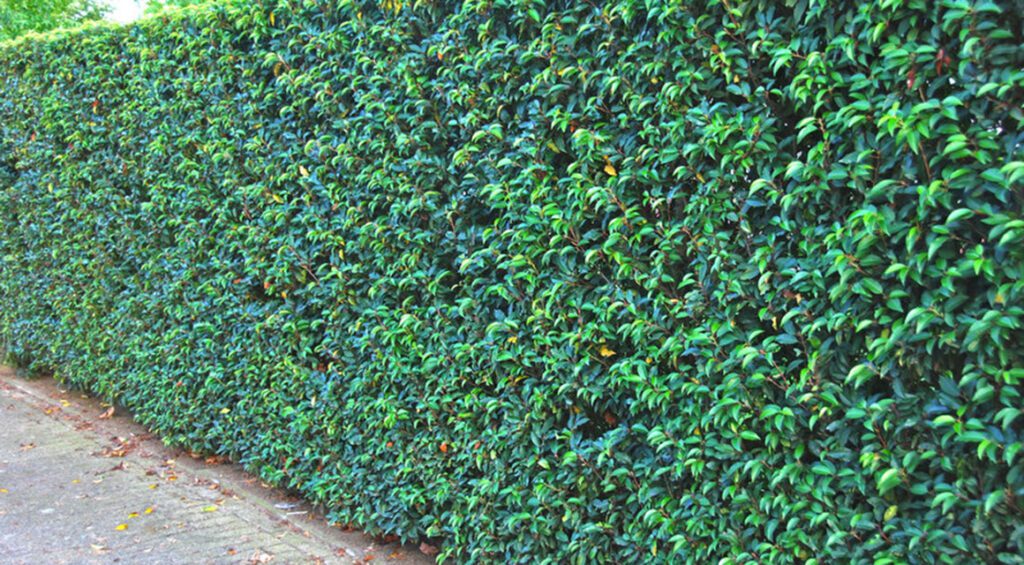 Good Reasons For A Cherry Laurel Hedge