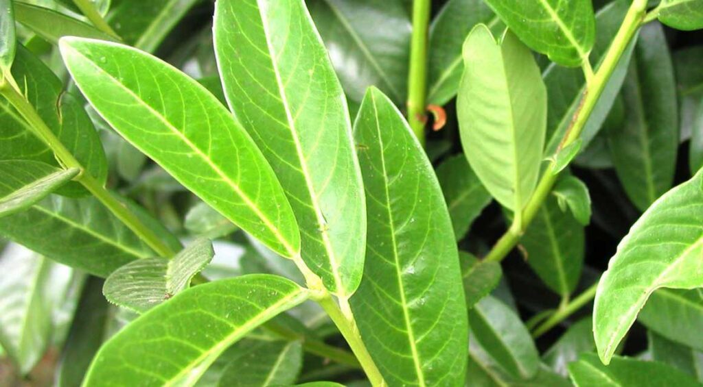 Growing The Cherry Laurel In A Small Garden