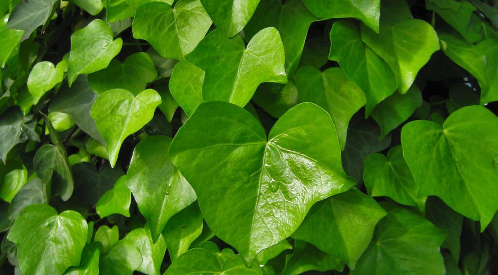 Can You Use Climbing Plants As Hedges?