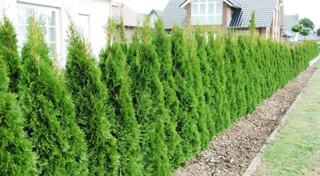 Overgrown Conifer Hedge - What Can I Do?