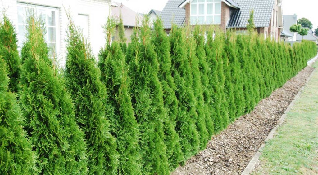 How To Grow And Use Thuja Hedge In Small Gardens
