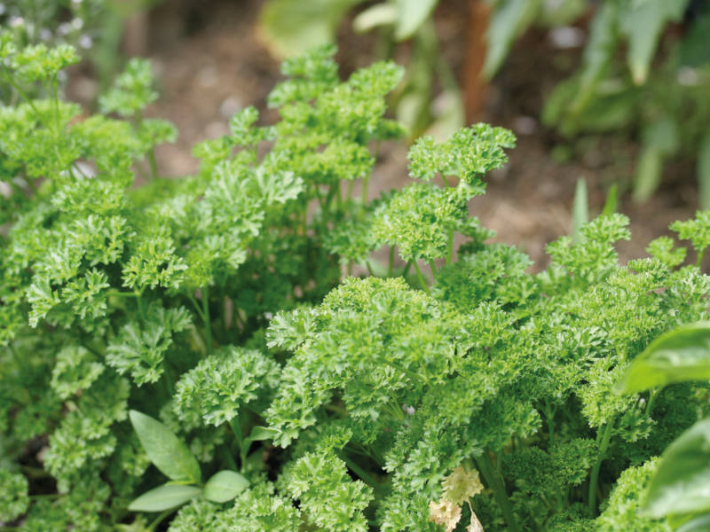 What Herbs Can Grow On Balcony?