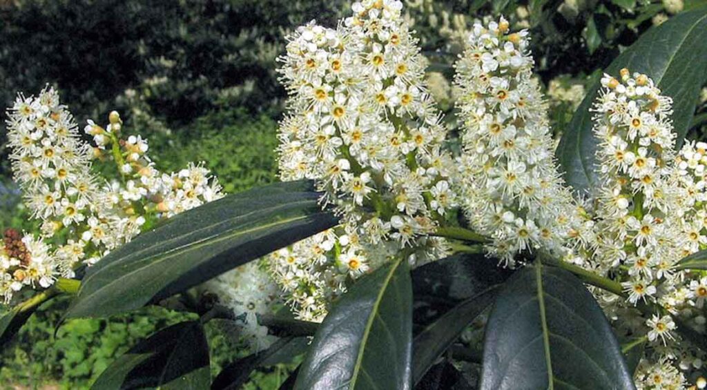 Is My Cherry Laurel Hedge Sick?