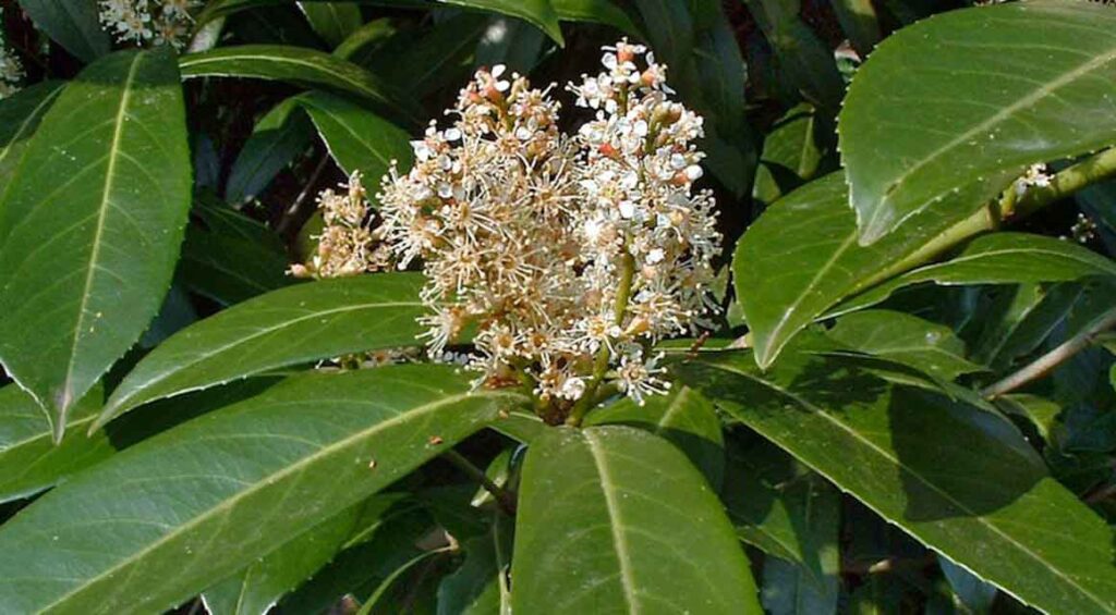 Is My Cherry Laurel Hedge Sick?